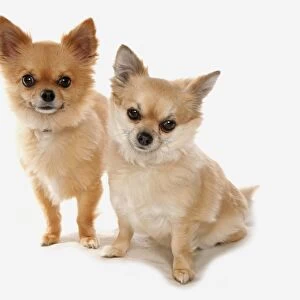 Domestic Dog, Chihuahua, long-haired variety, two adults, sitting and standing