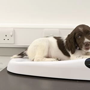 Domestic Dog, English Springer Spaniel, puppy, on weigh scales at veterinary surgery, England, February