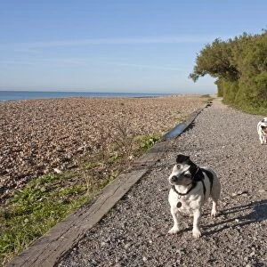 Domestic Dog, Jack Russell Terrier, two adults, walking on path beside beach, Goring, West Sussex, England, october