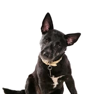Domestic Dog, mongrel, adult, sitting, with collar