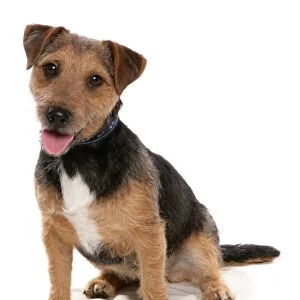 Domestic Dog, Patterdale Terrier, adult, sitting, with collar