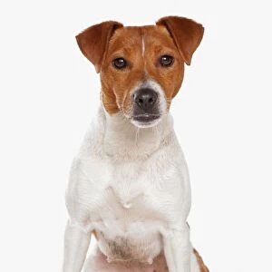 Domestic Dog, Plummer Terrier, adult female, sitting