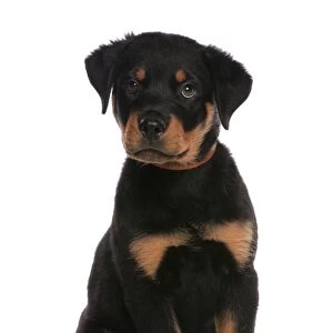 Domestic Dog, Rottweiler, puppy, with collar, sitting