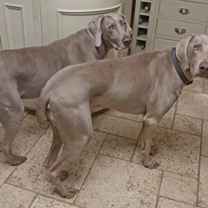 Domestic Dog, Weimaraner, short-haired variety, two adults, with docked tails, standing in kitchen, England, January