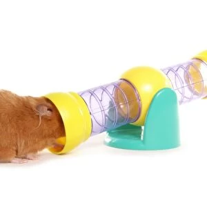 Domestic Hamster, adult, entering toy tunnel