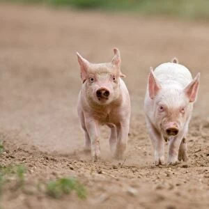 Domestic Pig, Large White x Landrace x Duroc, two frerange piglets, running, on outdoor unit, England, june