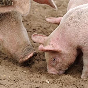 Domestic Pig, sow with piglets, close-up of heads, rooting in field on commercial freerange unit, Suffolk, England