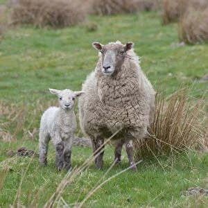 Domestic Sheep, Charollais x Scottish Blackface ewe with Charollais sired lamb, standing in pasture, Scotland, april