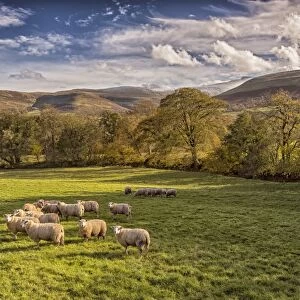 Domestic Sheep, flock, standing in pasture, Libanus, Brecon Beacons N. P. Powys, Wales, November