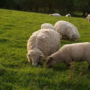 Domestic Sheep, Longwool ewes and lamb, grazing in pasture beside Stinging Nettles (Urtica dioica), Devon, England