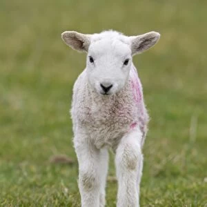 Domestic Sheep, mule lamb, four-days old, standing in pasture, Suffolk, England, february