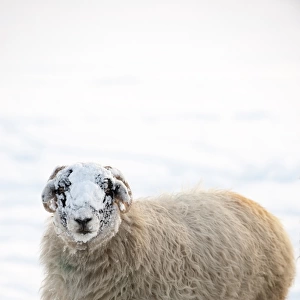 Domestic Sheep, Swaledale, adult, standing on snow in evening, Cumbria, England, winter