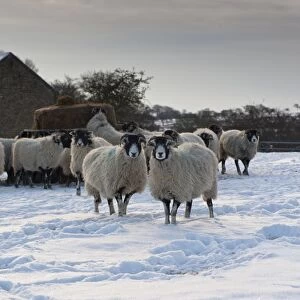 Domestic Sheep, Swaledale ewes, flock standing in snow covered pasture with silage bale in feeder and stone barn