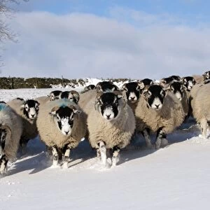 Domestic Sheep, Swaledale flock, walking in snow covered upland pasture, Cumbria, England, november
