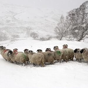 Domestic Sheep, Swaledale flock, standing in snowstorm on snow covered pasture, Cumbria, England, november