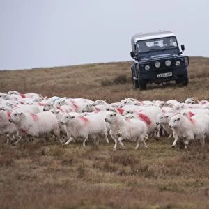 Domestic Sheep, Welsh Mountain ewes, flock being herded by farmer driving Land Rover Defender