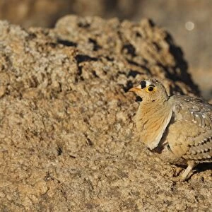 Double-banded Sandgrouse (Pterocles bicinctus) adult male, standing on rock, Augrabies Falls N. P