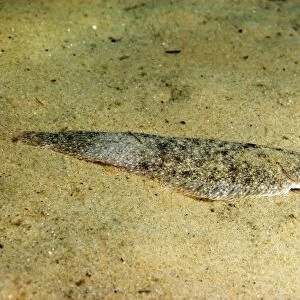 Dover Sole (Solea solea) adult, resting on sandy seabed, Studland Bay, Isle of Purbeck, Dorset, England, August