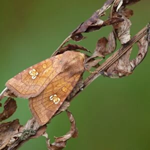 Ear Moth (Amphipoea oculea) adult, resting on dry fern frond, Cannobina Valley, Italian Alps, Piedmont, Northern Italy