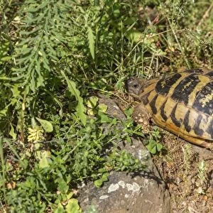 Eastern Hermanns tortoise - Bulgaria