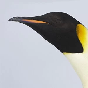 Emperor Penguin (Aptenodytes forsteri) adult, close-up of head, Snow Hill Island, Weddell Sea, Antarctica