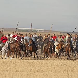 Encierro, men mounted on horses herding bulls, running from countryside to Medina del Campo, Valladolid, Castile-Leon