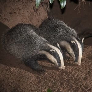 Eurasian Badger (Meles meles) two adults, foraging at entrance to sett at night, Lancashire, England, August