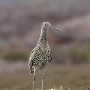 Eurasian Curlew (Numenius arquata) adult, standing amongst heather and bilberry on moorland, Swaledale, Yorkshire Dales N. P. North Yorkshire, England, june