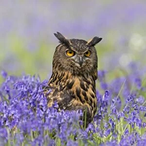 Eurasian Eagle-owl (Bubo bubo) adult, standing amongst Bluebell (Hyacinthoides non-scripta) flowers, Suffolk, England