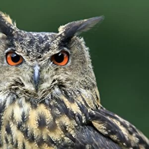 Eurasian Eagle-owl (Bubo bubo) adult, close-up of head (captive)