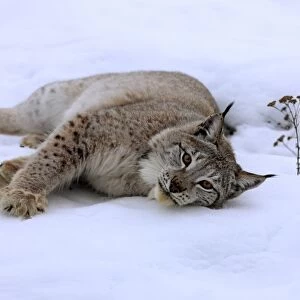 Eurasian Lynx (Lynx lynx) adult, resting on snow, winter (captive)