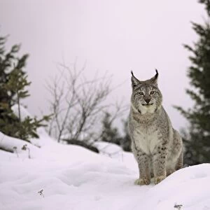 Eurasian Lynx (Lynx lynx) adult, sitting on snow, winter (captive)