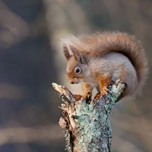Eurasian Red Squirrel (Sciurus vulgaris) adult, winter coat with long ear tufts, sitting on broken stump of pine tree