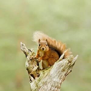 Eurasian Red Squirrel (Sciurus vulgaris) adult, sitting on dead branch in pine forest, Scotland, october