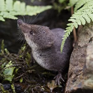 Eurasian Water Shrew (Neomys fodiens) adult, standing on pond bank, South Yorkshire, England, july