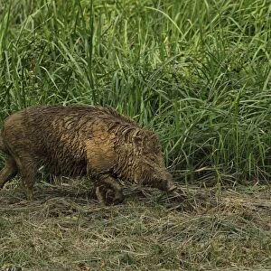 Eurasian Wild Boar (Sus scrofa vittatus) adult, covered with mud after wallowing, Taman Negara N. P