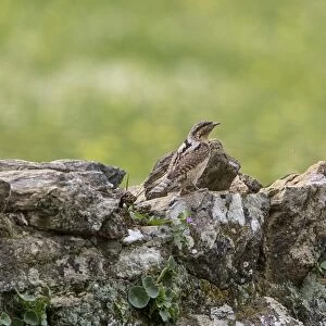 Eurasian Wryneck on lichen covered rock wall