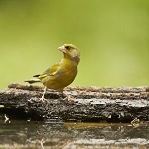 European Greenfinch (Carduelis chloris) adult male, standing at edge of woodland pool with reflection, Hungary, May