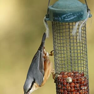 European Nuthatch (Sitta europaea) adult, feeding on peanuts at hanging feeder, Powys, Wales, october