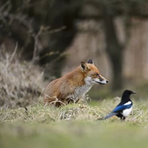 European Red Fox (Vulpes vulpes) adult, with Common Magpies (Pica pica) on heathland, Cannock Chase, Staffordshire