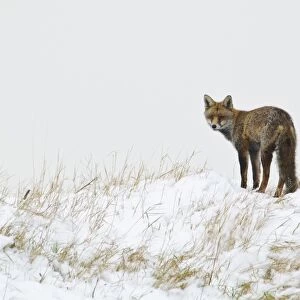 European Red Fox (Vulpes vulpes) adult, standing on top of artificial bat hibernaculum in snow