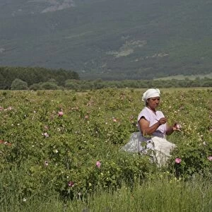 Farm worker harvesting crop of commercially grown Rose (Rosa sp. ) buds for perfume industry, Central Bulgaria, may
