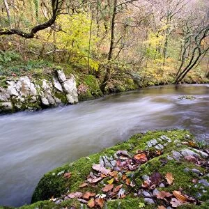 Fast-flowing river in woodland habitat, East Lyn River, Barton Woods, North Devon, England, november