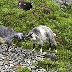 Feral Goat (Capra hircus) two adults, fighting on scree slope in dry valley, Valley of the Rocks, Lynton, Exmoor N. P