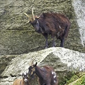 Feral Goat (Capra hircus) adults and young, standing on rocks in dry valley, Valley of the Rocks, Lynton, Exmoor N. P. Devon, England