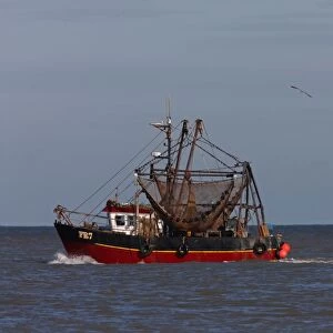 Fishing boat on calm sea, followed by seagull flock, Norfolk, England, october