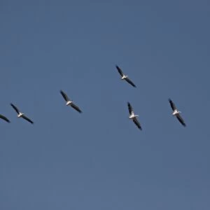 Flock of Eastern or Great White Pelicans - Okavango Delta, Botswana