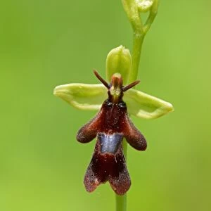 Fly Orchid (Ophrys insectifera) close-up of flower and flowerbud, Oxfordshire, England, June