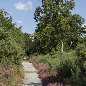 A footpath on Westleton Heath with Heather and Sweet Chestnut tree
