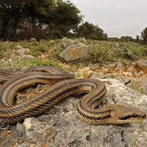 Four-lined Snake (Elaphe quatuorlineata) adult, on rocks in habitat, Croatia, april